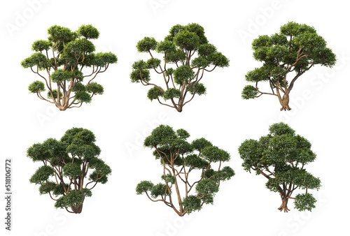 Shrubs and trees on a white background.