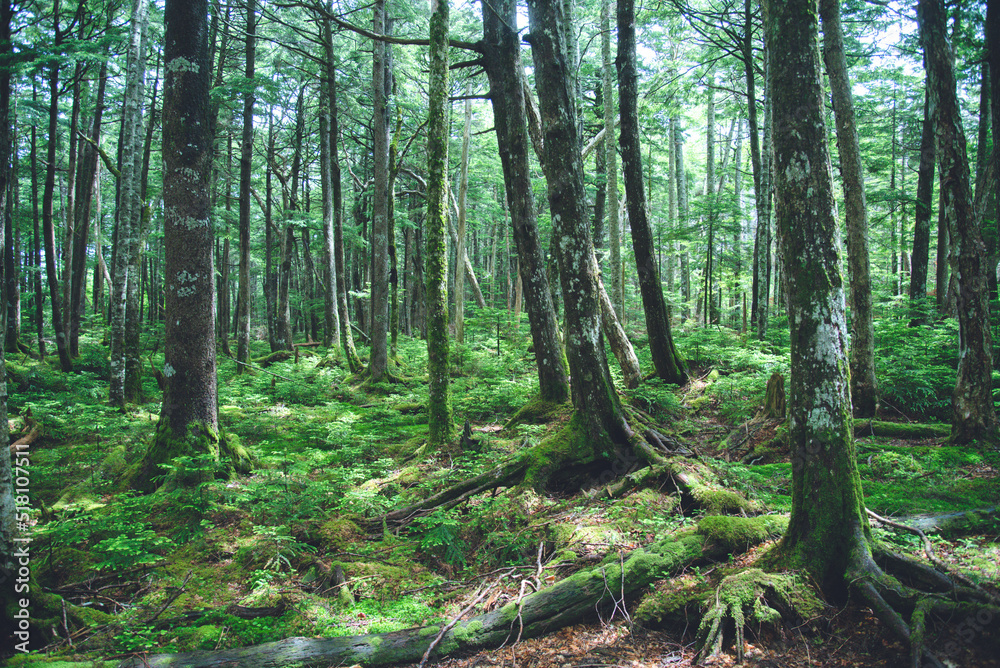 Obraz premium 八ヶ岳連峰の原生林 日本百名山