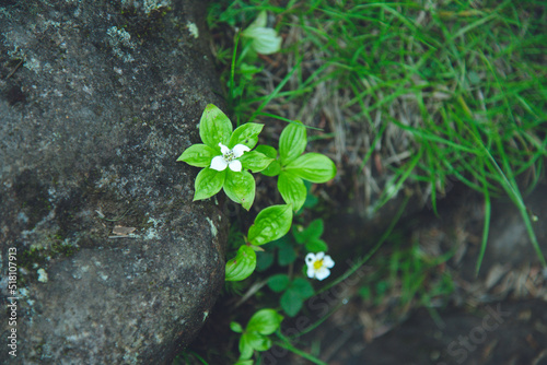 ゴゼンタチバナ ミズキ科 高山植物 八ヶ岳連峰 photo