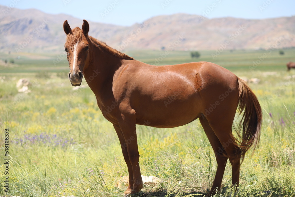 Fototapeta premium horse in the field