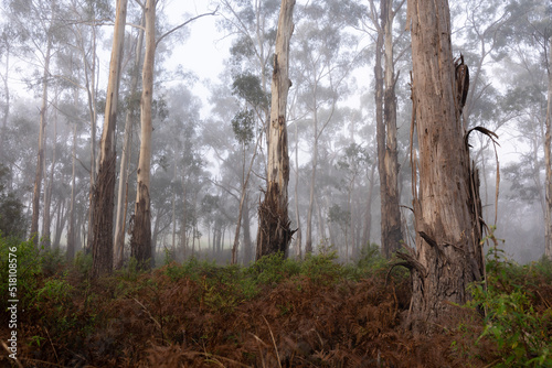 Misty morning in the eucalyptus forest in Watsons Creek, Victoria, Australia  photo