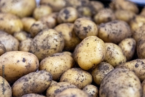 many harvested potatoes close up