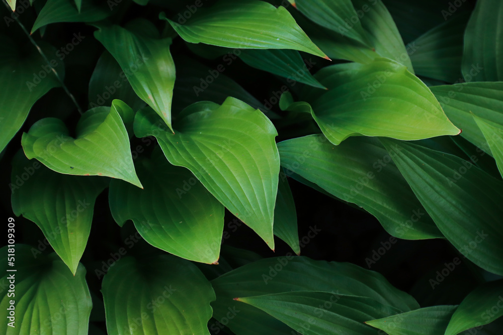 Obraz premium Ornamental shrub hosta. Large leaves. The background. Photo of nature.