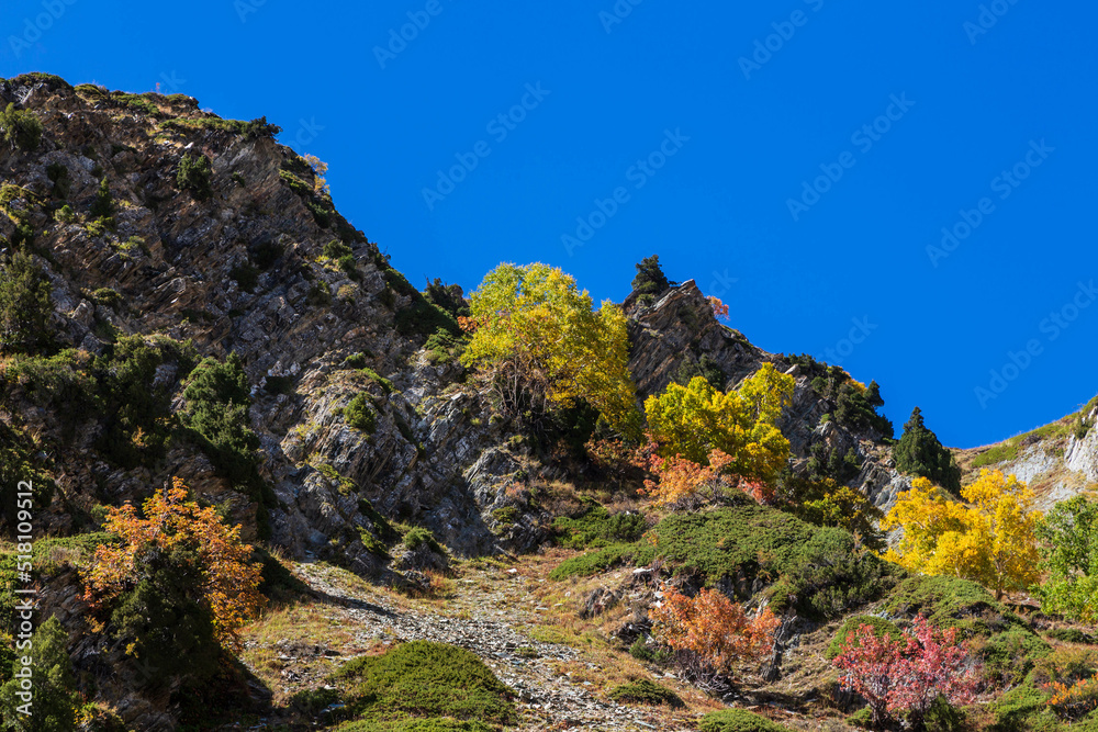 Colourful tees on the rocks of the mountains at Rakaposhi base camp, Hunza valley, Pakistan