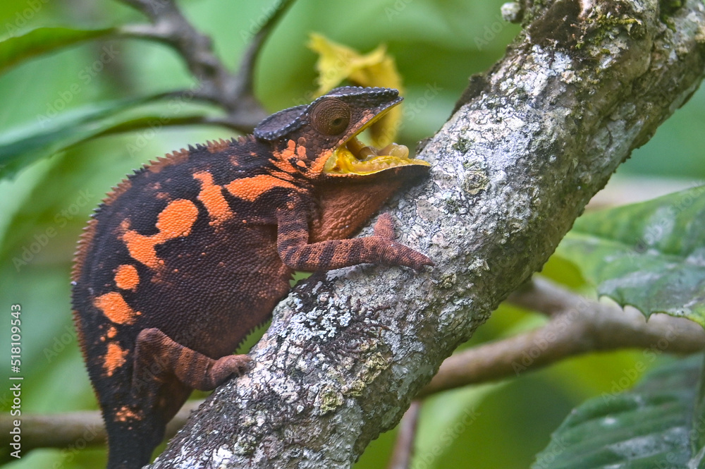 Fototapeta premium Chameleon Furcifer Pardalis,Madagascar nature