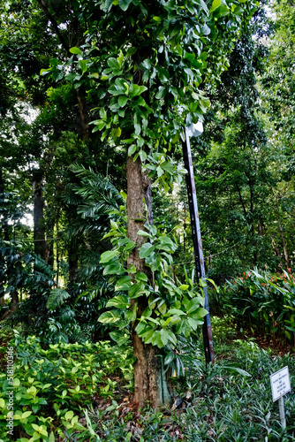 Collection of rare Indonesian tropical forest plants in the arboretum of Manggala wana bakti. 
Simpur ( Dillenia philippinensis) photo