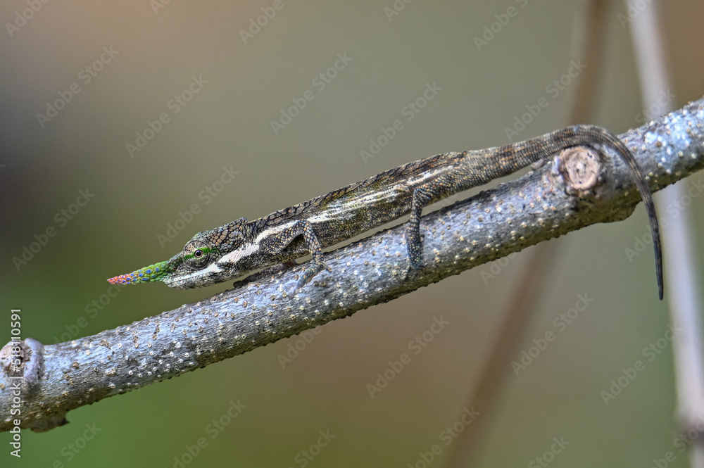 Lance-nosed chameleon - Calumma gallus also known as a blade chameleon is endemic to eastern Madagascar. Lance-nosed chameleon - Calumma gallus also known as a blade chameleon is endemic to eastern Madagascar.