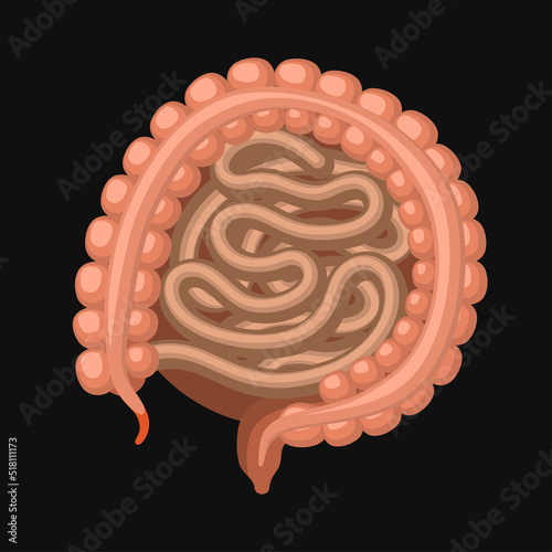 Small and Large Intestine. Digestive Tract with Appendix. Vector