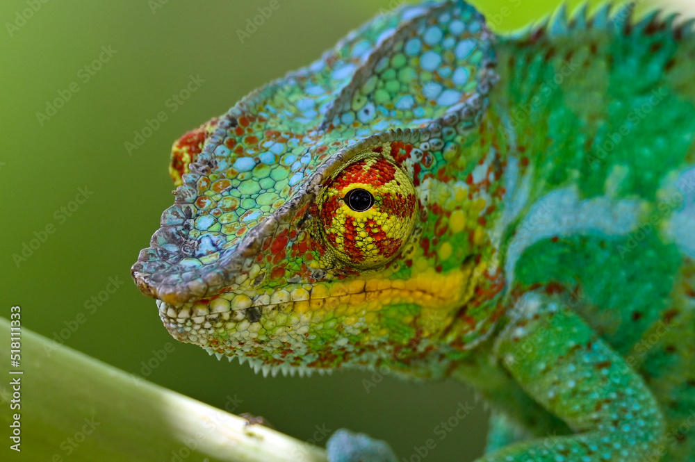 Obraz premium Chameleon Furcifer Pardalis,Madagascar nature