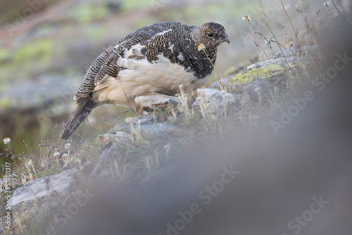 Rock ptarmigan - Lagopus muta The rock ptarmigan (Lagopus muta) is a medium-sized gamebird in the grouse family. It is known simply as the ptarmigan in the UK and in Canada