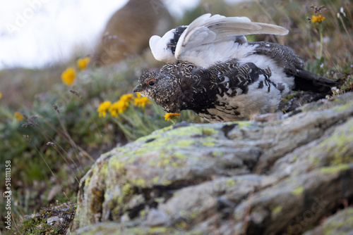 Rock ptarmigan - Lagopus muta The rock ptarmigan (Lagopus muta) is a medium-sized gamebird in the grouse family. It is known simply as the ptarmigan in the UK and in Canada