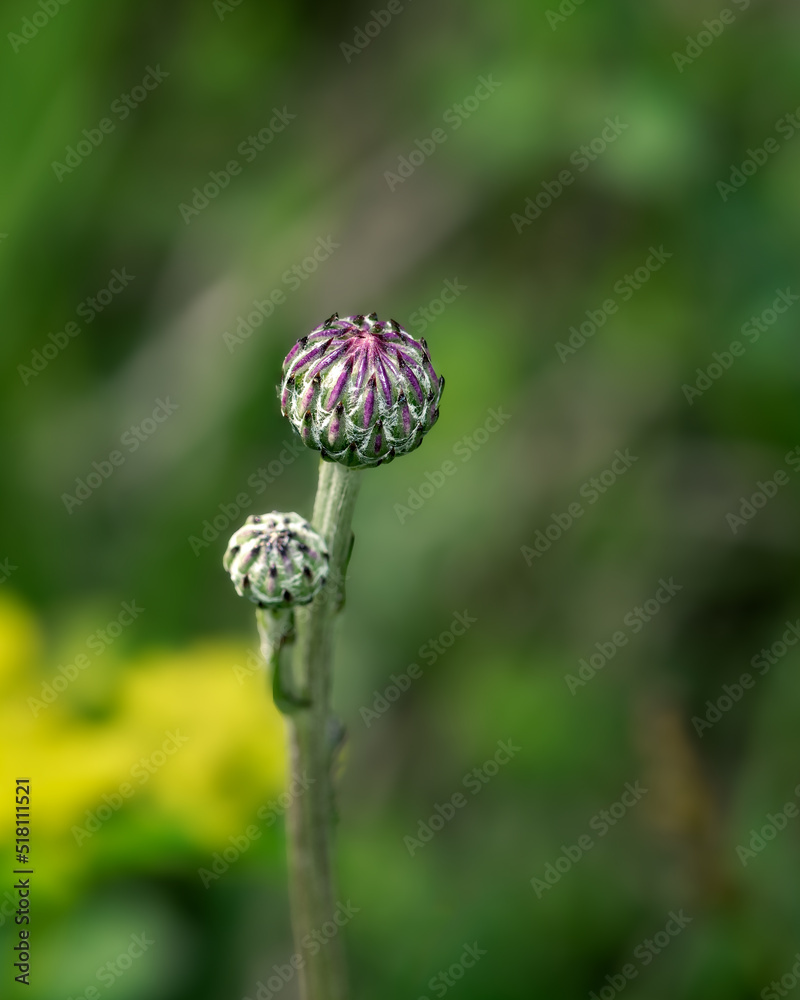 Spring Corn flower bud selective focus Spring Corn flower bud selective focus