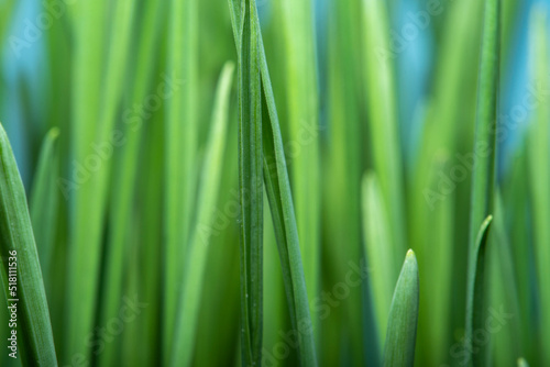 Close-up of fresh grass in soft focus. Green background on the theme of organic products and environmental protection.