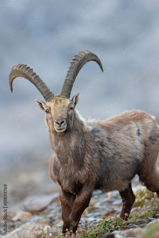 The Alpine ibex (Capra ibex), also known as the steinbock, bouquetin, or  simply ibex, is a species of wild goat that lives in the mountains of the  European Alps. Stock Photo