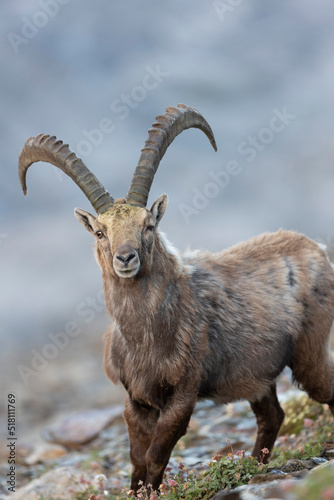 The Alpine ibex (Capra ibex), also known as the steinbock, bouquetin, or simply ibex, is a species of wild goat that lives in the mountains of the European Alps.  © stefano