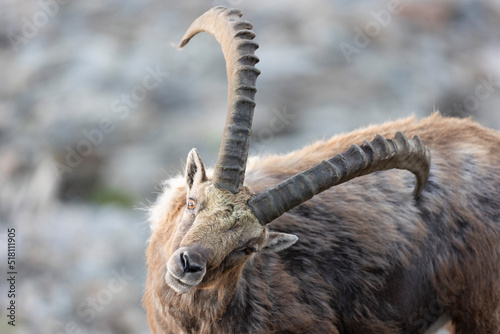 The Alpine ibex (Capra ibex), also known as the steinbock, bouquetin, or simply ibex, is a species of wild goat that lives in the mountains of the European Alps. 