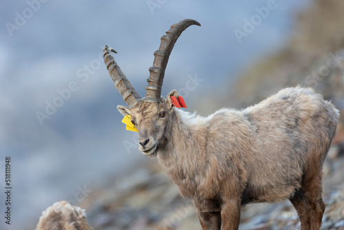 The Alpine ibex (Capra ibex), also known as the steinbock, bouquetin, or simply ibex, is a species of wild goat that lives in the mountains of the European Alps. 