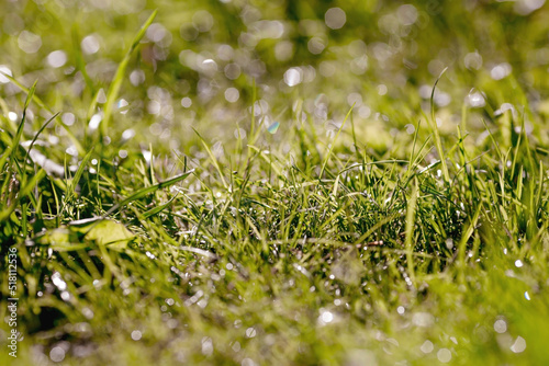 The background image is green. Natural, environmentally friendly natural background. Dew and beautiful bokeh on the green grass in the park at dawn. The texture of grass with raindrops or dew.