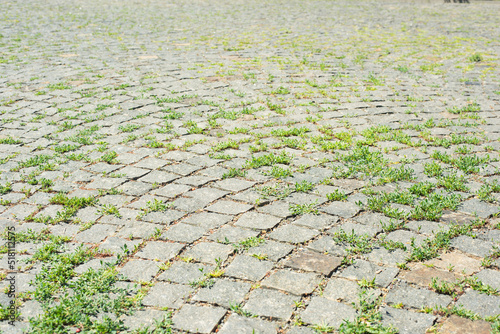 paving stones in the grass