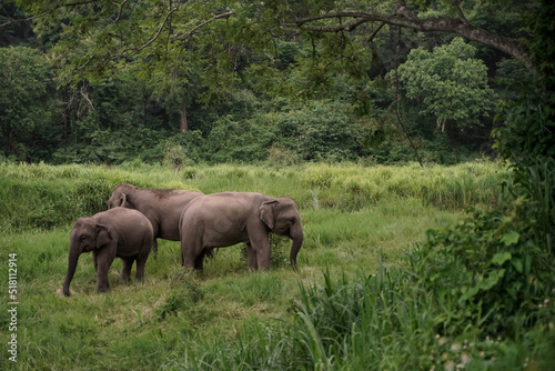 The way of life of Thai elephants or Asian elephants foraging in the forests of the northern part of Thailand in Lampang Province.