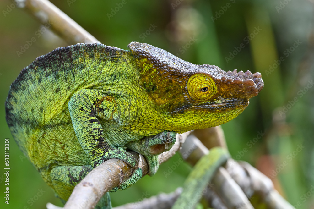 Chameleon Furcifer Pardalis,Madagascar nature Chameleon Furcifer Pardalis,Madagascar nature