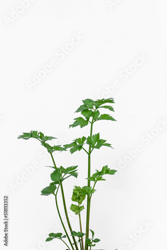Celery leaves, in polybags on a white background