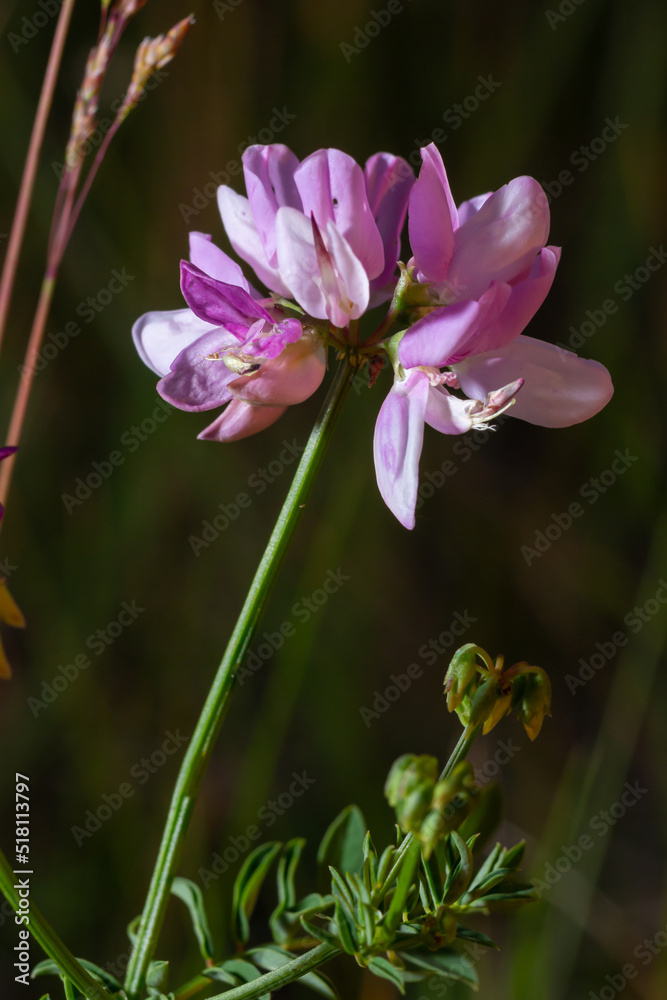 Close up, macro. Crownvetch or Securigera varia Coronilla varia or purple crown vetch. Flowering field plants. Close up, macro. Crownvetch or Securigera varia Coronilla varia or purple crown vetch. Flowering field plants.