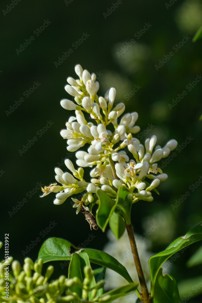 Flowering European privet or Ligustrum vulgare with white flowers and green foliage Flowering European privet or Ligustrum vulgare with white flowers and green foliage
