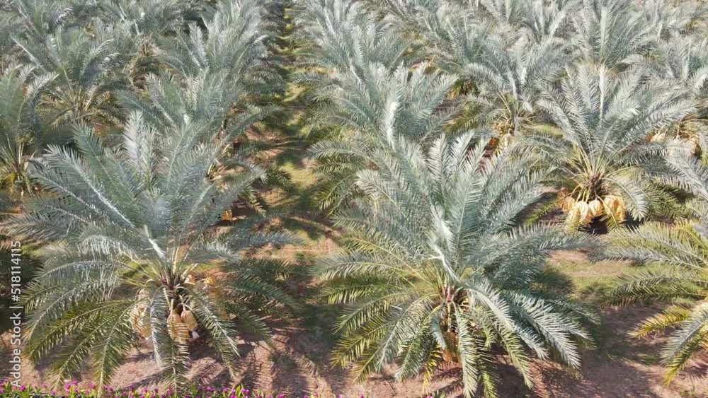 Date palm trees arranged in a row in the field, aerial view from a drone. Date palm trees arranged in a row in the field, aerial view from a drone.