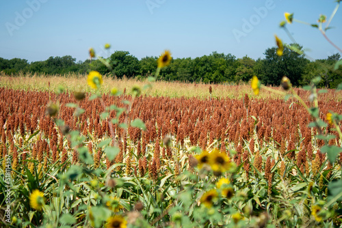 field of daffodils