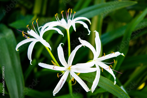 lily of the valley