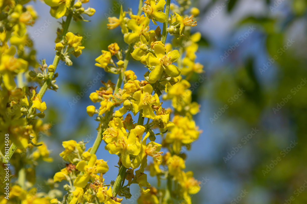 Mullein Verbascum in a natural environment of growth. Plant is highly valued in herbal medicine, it is used in the form of infusions, decoctions, ointments, oils Mullein Verbascum in a natural environment of growth. Plant is highly valued in herbal medicine, it is used in the form of infusions, decoctions, ointments, oils