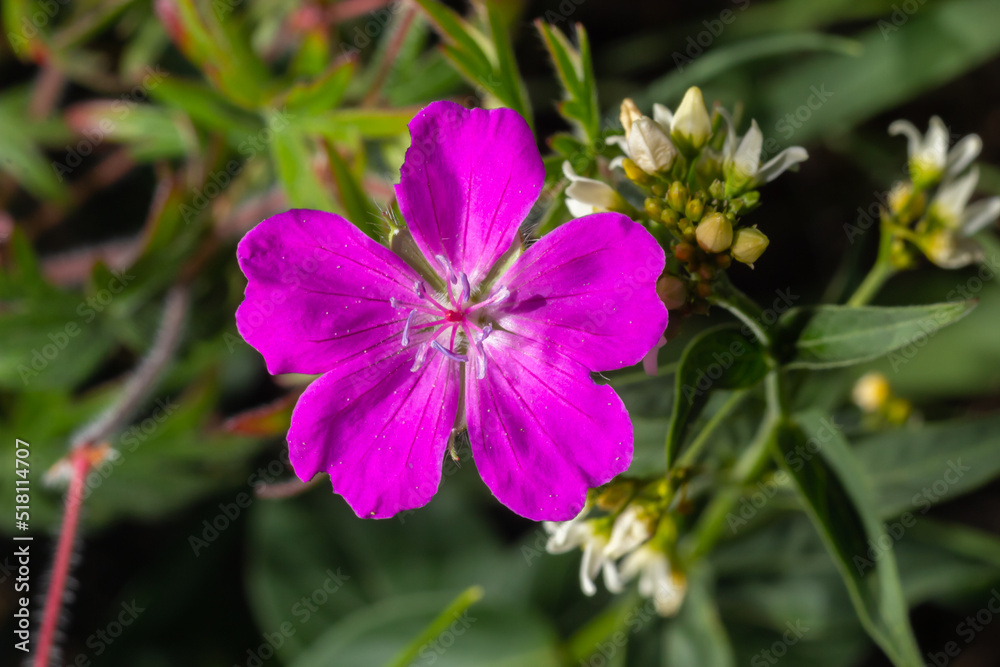 Purple flowers of Wild Geranium maculatum close up. Spring nature, spring garden. Geranium maculatum, the wild geranium is a perennial plant native to woodland