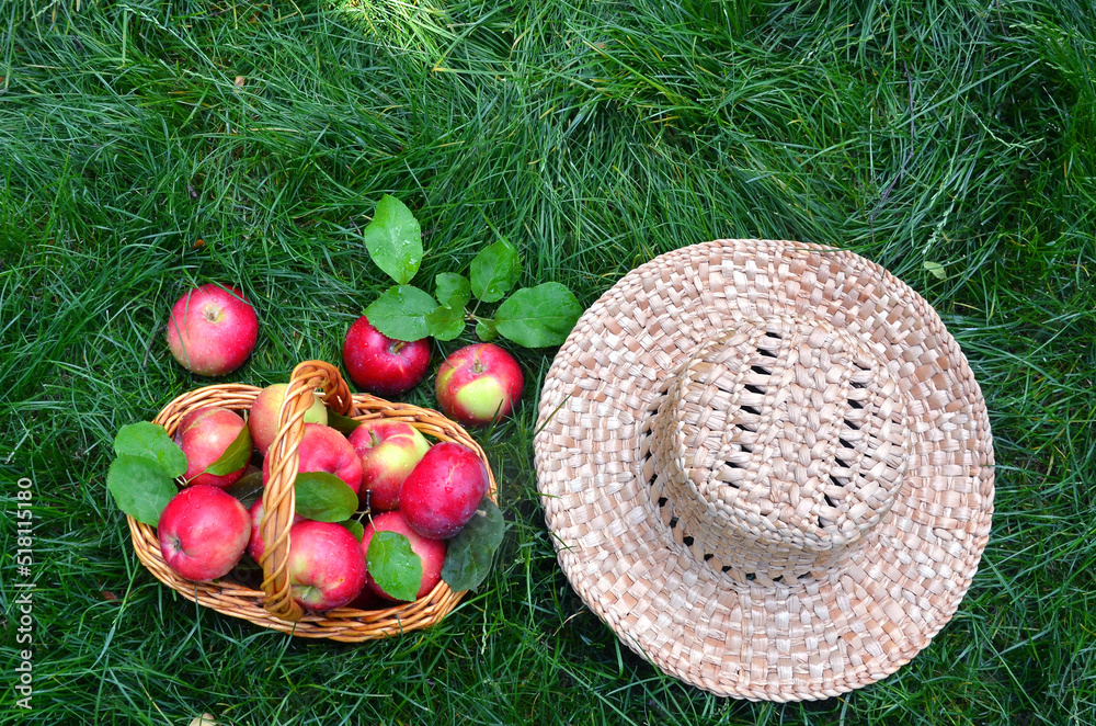  Basket with ripe red fresh apples and straw hat on green grass background. Top view . free copy space. Healthy fruit dessert, healthy life concept