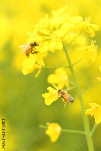 菜の花で花粉を集めるミツバチ