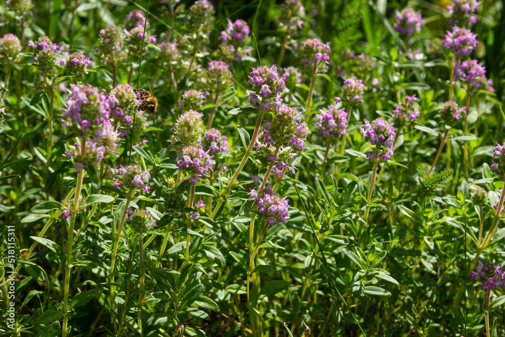 Fresh, blooming pink thyme in green grass. Wild Thymus serpyllum plants in field. Breckland wild thyme purple flowers in summer meadow Fresh, blooming pink thyme in green grass. Wild Thymus serpyllum plants in field. Breckland wild thyme purple flowers in summer meadow