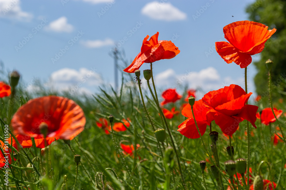 Common names for Papaver rhoeas include corn poppy, corn rose, field, Flanders, red or common poppy