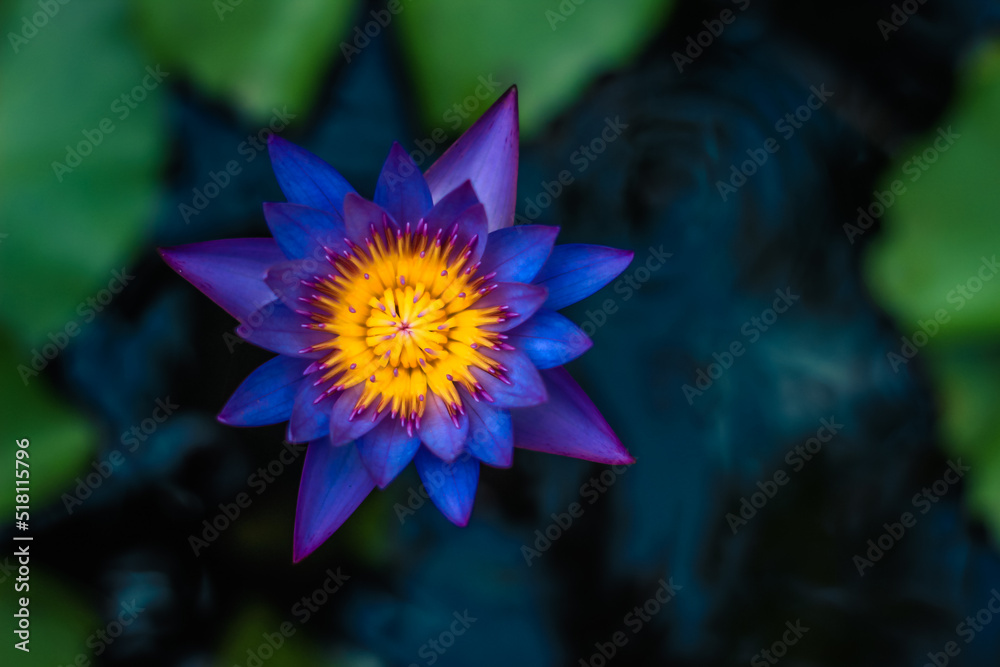 Blue-Water Lily - Nymphaea nouchali - Nil Manel Blue-Water Lily - Nymphaea nouchali - Nil Manel