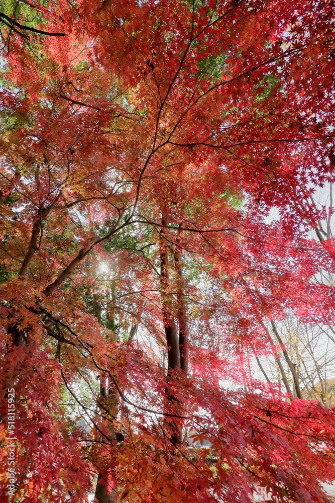 秋色天井