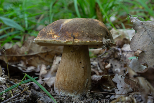 Group of Spring bolete or Boletus reticulatus, two of them very yuoung, growing in natural habitat