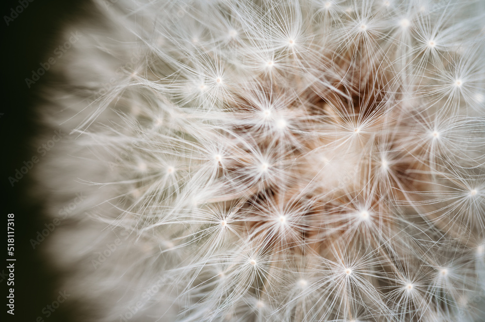 Dandelion Seed Head Dandelion Seed Head