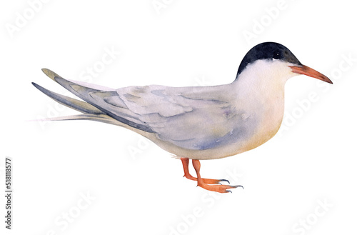 Hand-drawn watercolor Arctic tern illustration isolated on white background. Arctic bird. Animals collection photo