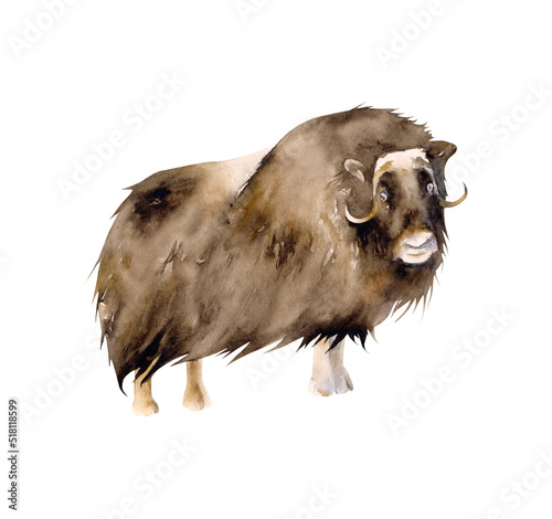 Hand-drawn watercolor musk ox illustration isolated on white background. Muskox art. Arctic animals collection photo