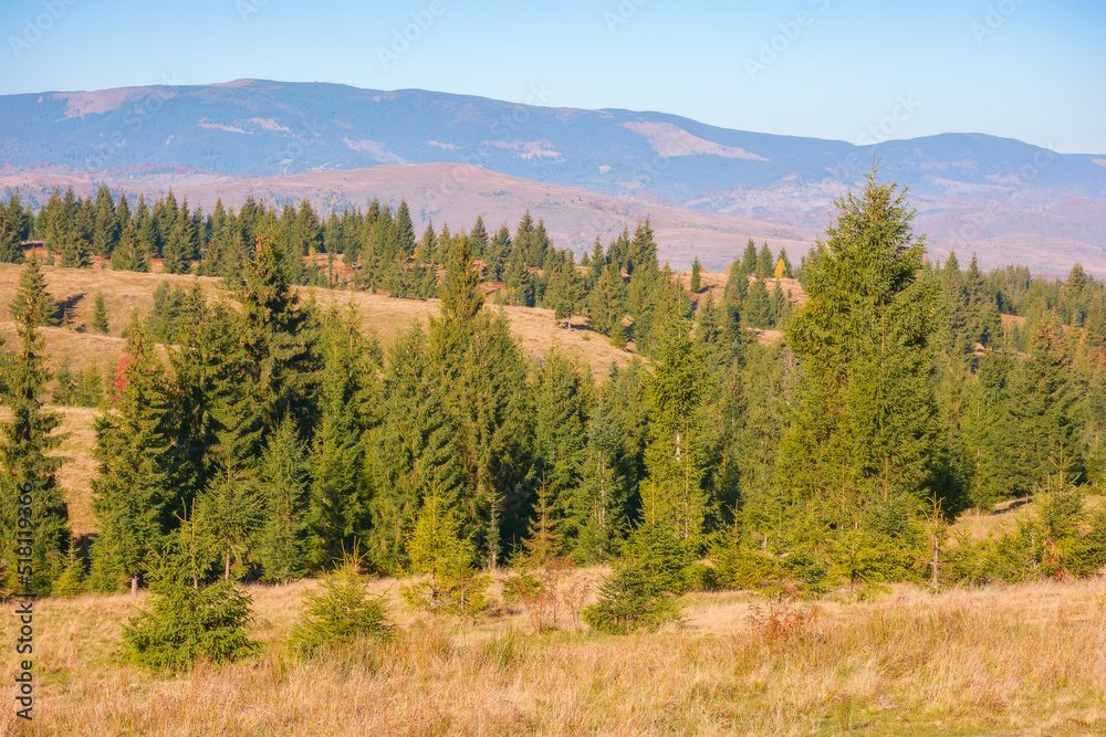 coniferous forest of apuseni national park. grassy hills in morning light. mountain ridge in the distance. autumn vacations in cluj country of romania