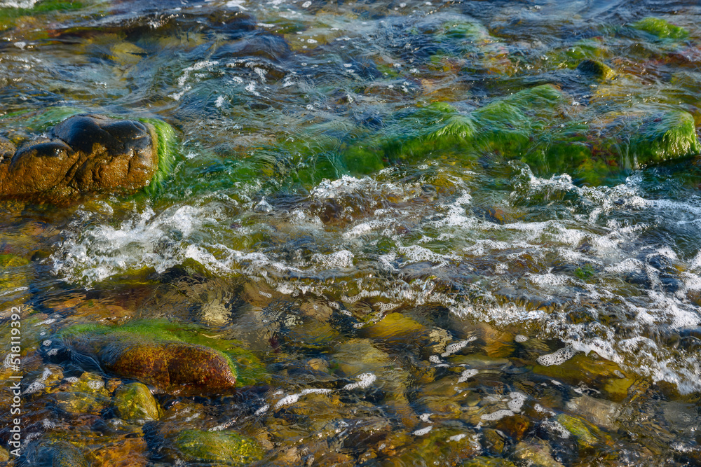 seaweed nature background. plant among the stones and pebbles in transparent water at the sea shore