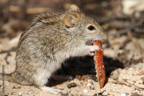 Kgalagadi Transfrontier National Park, South Africa: Rhabdomys pumilio, the four-striped mouse photo