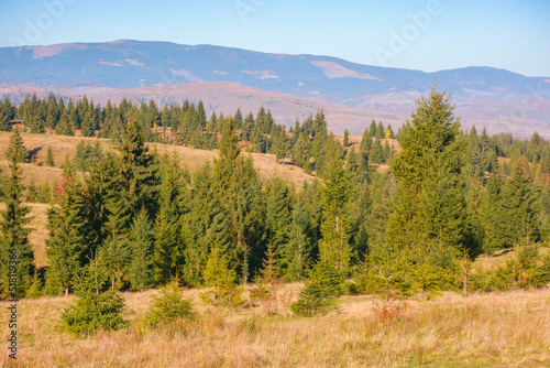 coniferous forest of apuseni national park. grassy hills in morning light. mountain ridge in the distance. autumn vacations in cluj country of romania