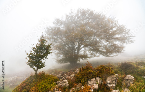 Fallen leaves in the forest complement the autumn season. Otzarreta Forest, Gorbea Natural Park, Bizkaia, Spain photo