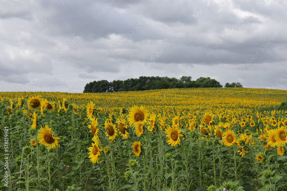 Fototapeta premium Feld mit Sonnenblumen
