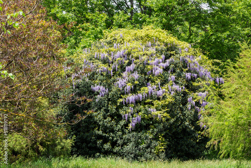 Fototapeta Naklejka Na Ścianę i Meble -  Selective focus of purple flowers Wisteria sinensis or Blue rain, Chinese wisteria is species of flowering plant , Its twisting stems and masses of scented flowers in hanging racemes.